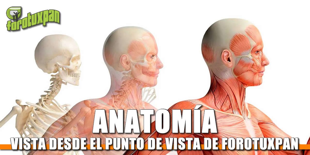 Forotuxpan le echa una mirada a la anatomía