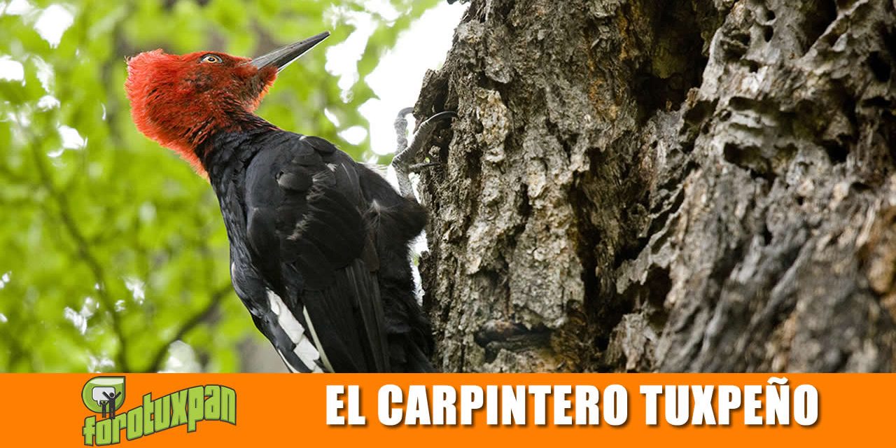 EL CARPINTERO TUXPEÑO