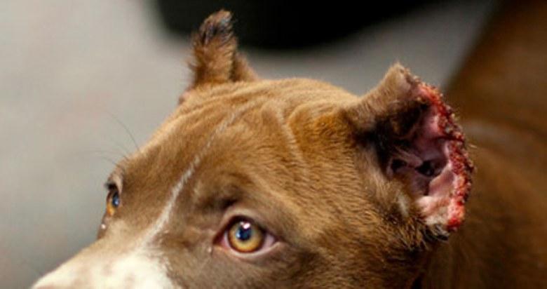 7 RAZONES PARA NO CORTAR LAS OREJAS Y LA COLA A TU PERRO