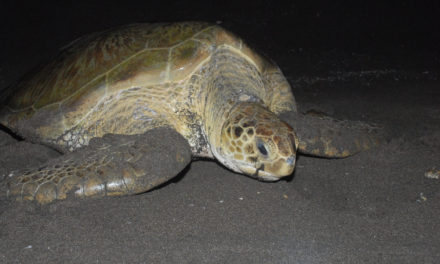 Protejamos a las tortugas marinas; comienza temporada de anidación