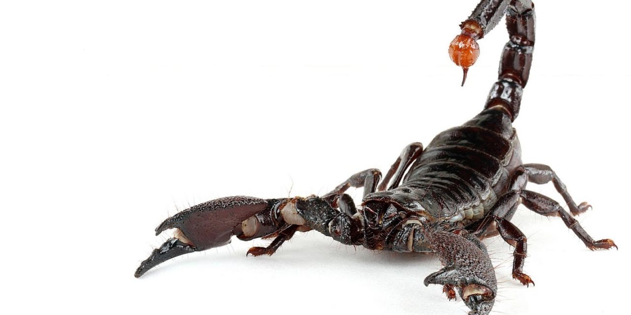 El Escorpion