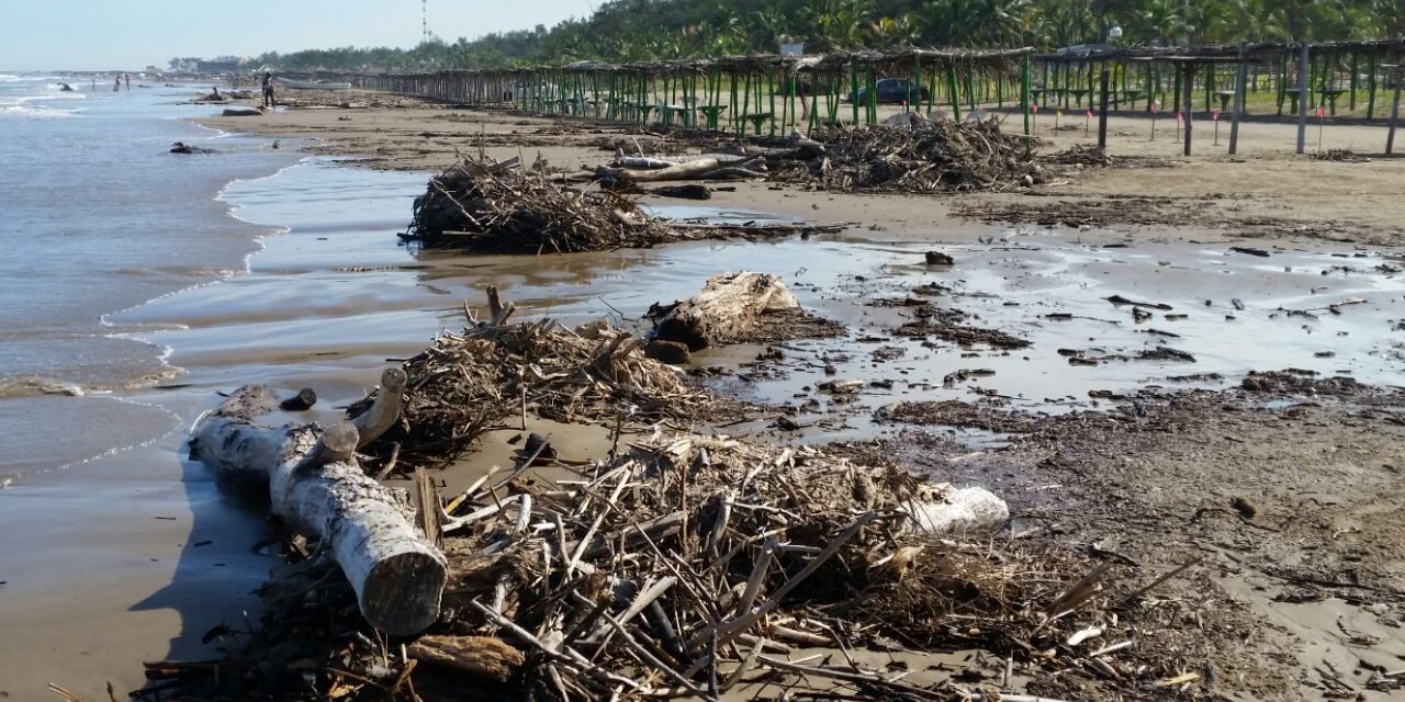 Continúa arribando palizada a playas de Tuxpan
