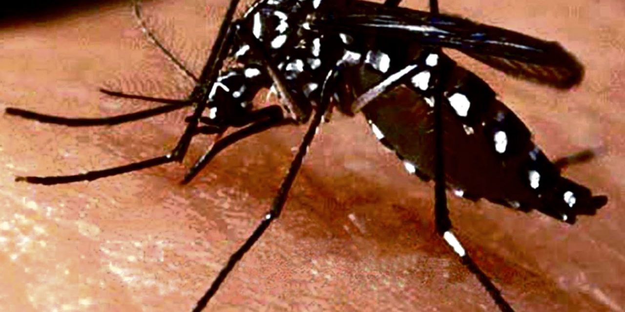 SS pide a médicos notificar casos de Dengue, Zika y Chikungunya