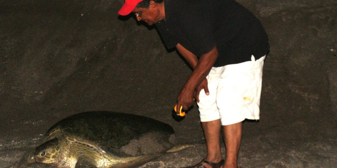 Por cerrar Campamento Tortuguero