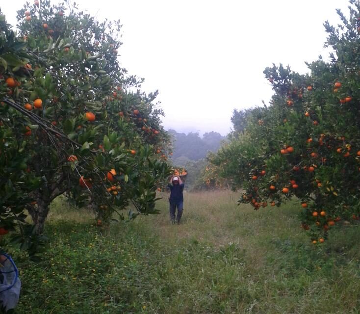 Decae producción citrícola en la región