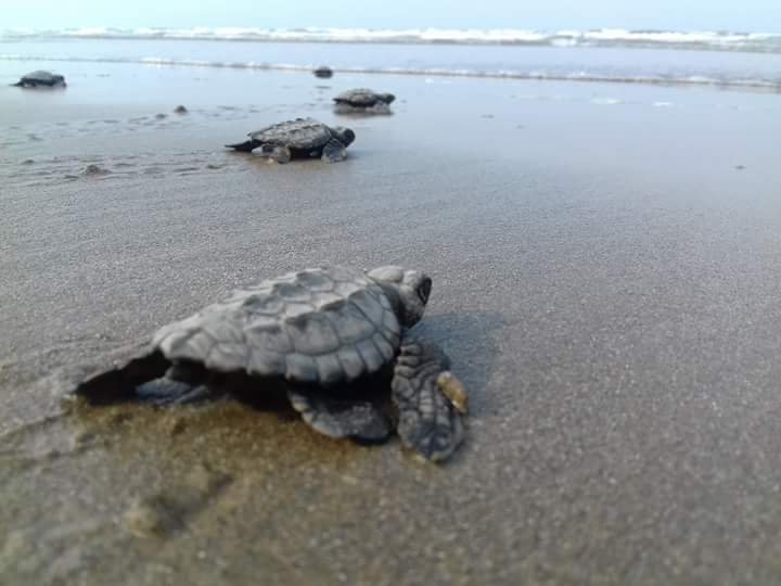 Aumenta arribazon de Tortugas