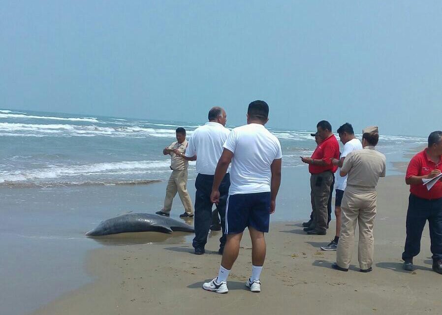 Aparece nuevamente delfín muerto en las playas
