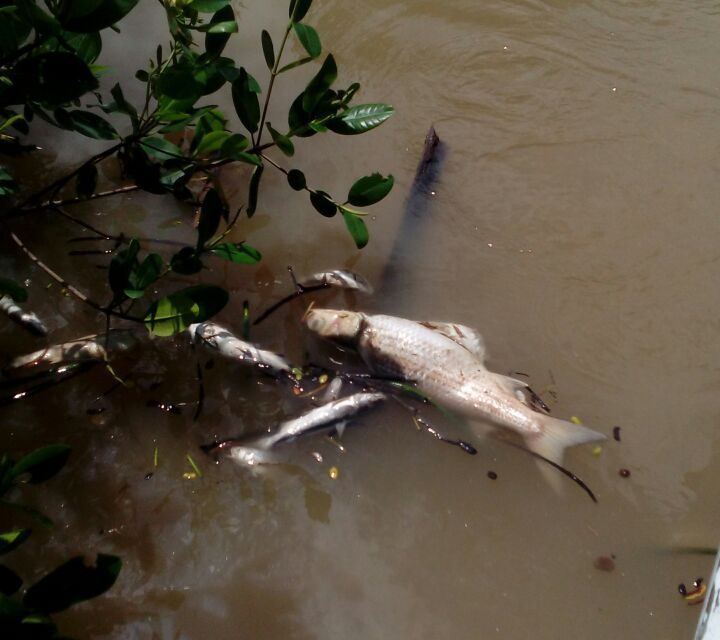 Contaminación de AviGrupo esta acabando con el ostión y demás especies
