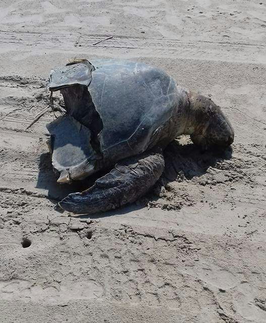 Continúa el maltrato a las tortugas
