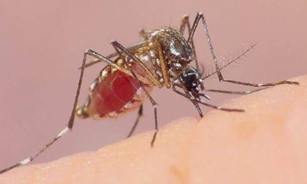 Refuerzan acciones para erradicar la proliferación de mosquitos