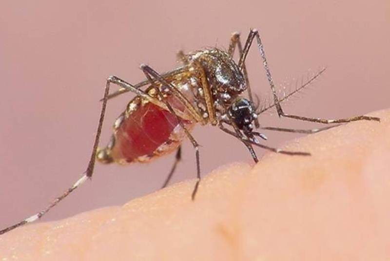 Refuerzan acciones para erradicar la proliferación de mosquitos