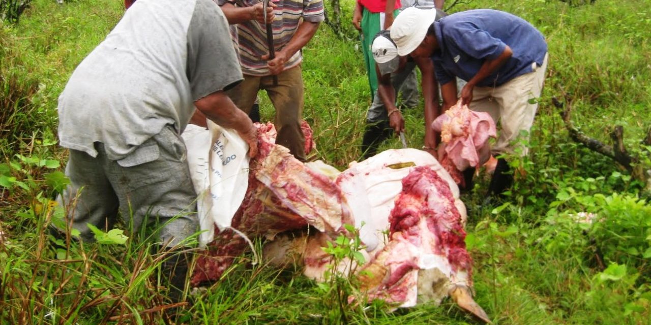 Ganaderos piden a SS verifique procedencia de carne comercializada en el municipio