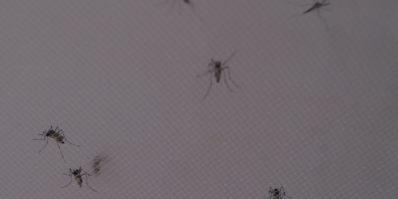 No hay reportes de Dengue, Zika y Chikungunya; SSA