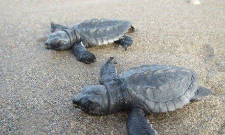 Llegan las primeras tortugas a playas tuxpeñas 