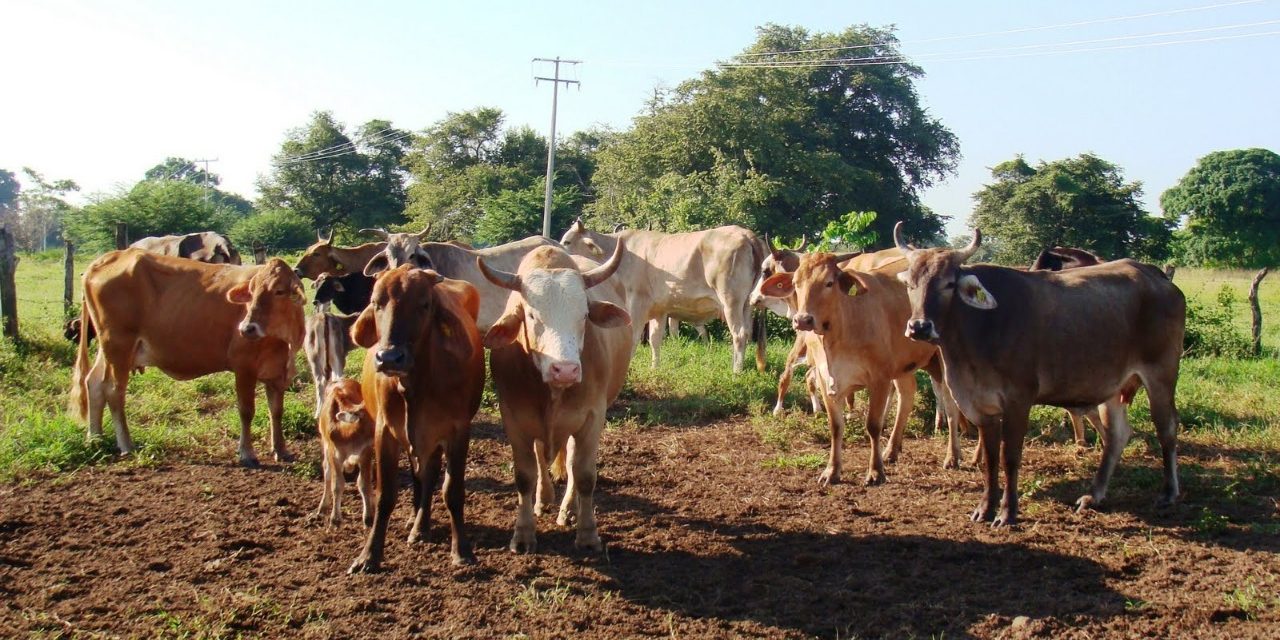 Impacta Abigeato a Ganaderos