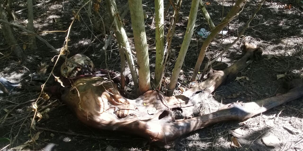 Encuentran cadáver en un potrero en la Ochoa