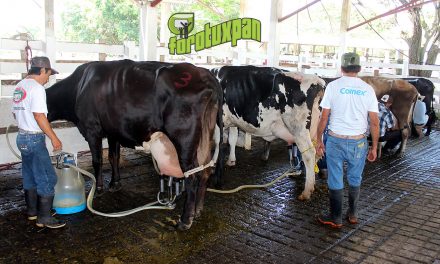 Exitoso XLI Aniversario del Concurso de Vaca Lechera