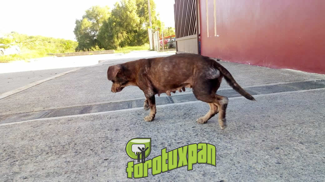 PUESTOS DE VACUNACIÓN ANTIRRABICA EN TUXPAN