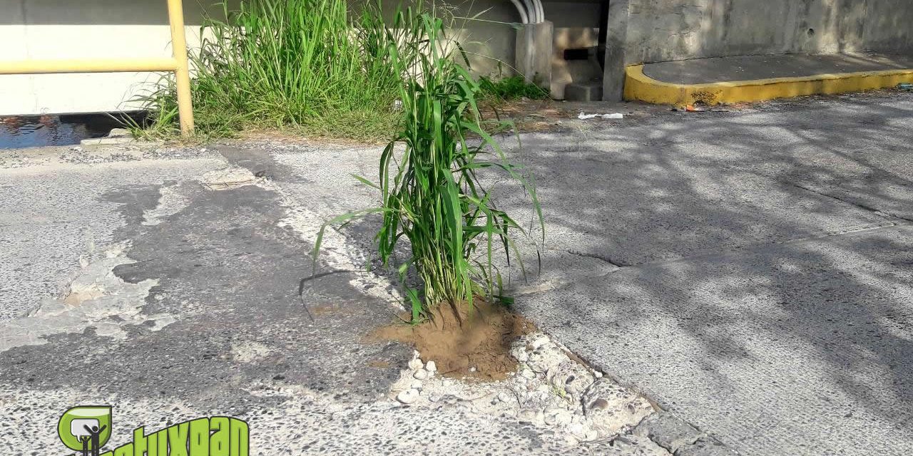 Siembran Plantas en Baches del Puente de La Mata