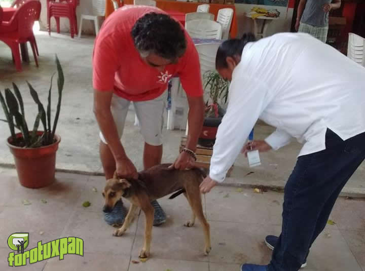 Continúa la vacunación antirrábica en Tuxpan