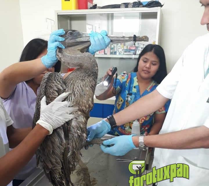 Pelícano Se Encuentra en Recuperación Para después ser Liberado