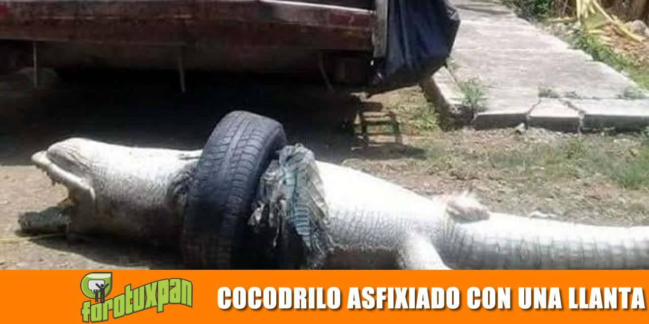 COCODRILO ASFIXIADO
