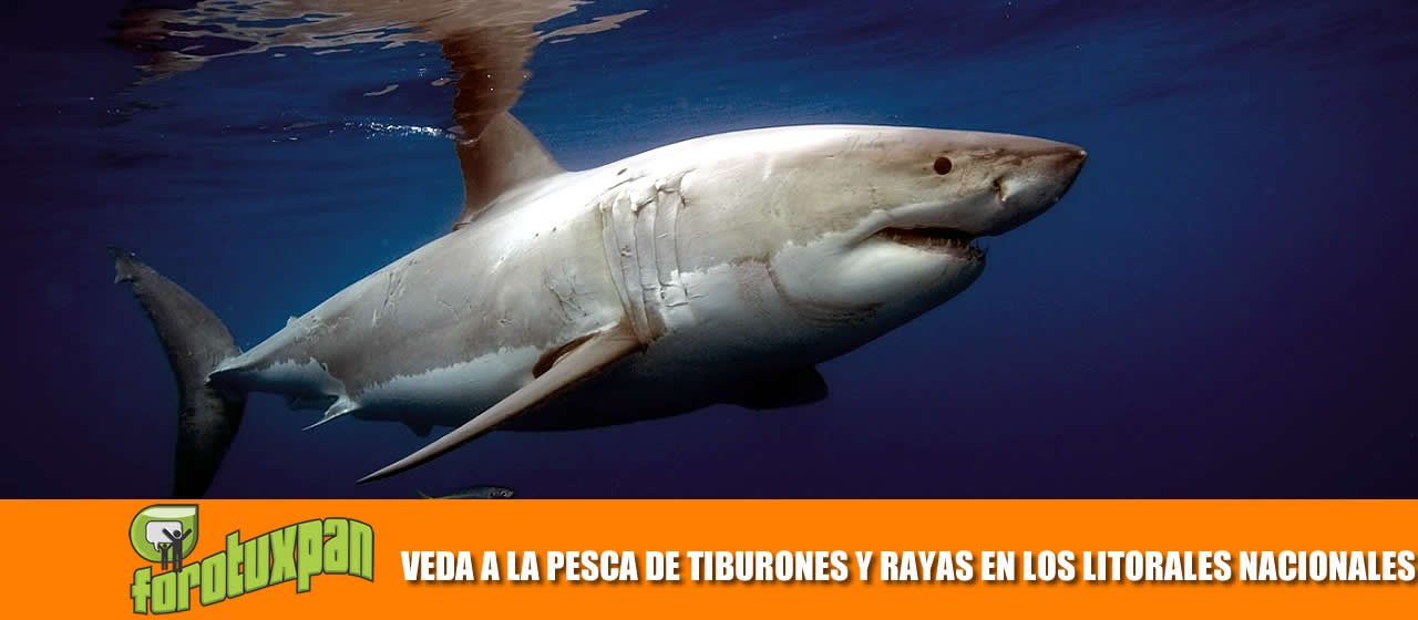ENTRA EN VIGOR VEDA A LA PESCA DE TIBURONES Y RAYAS EN LOS LITORALES NACIONALES