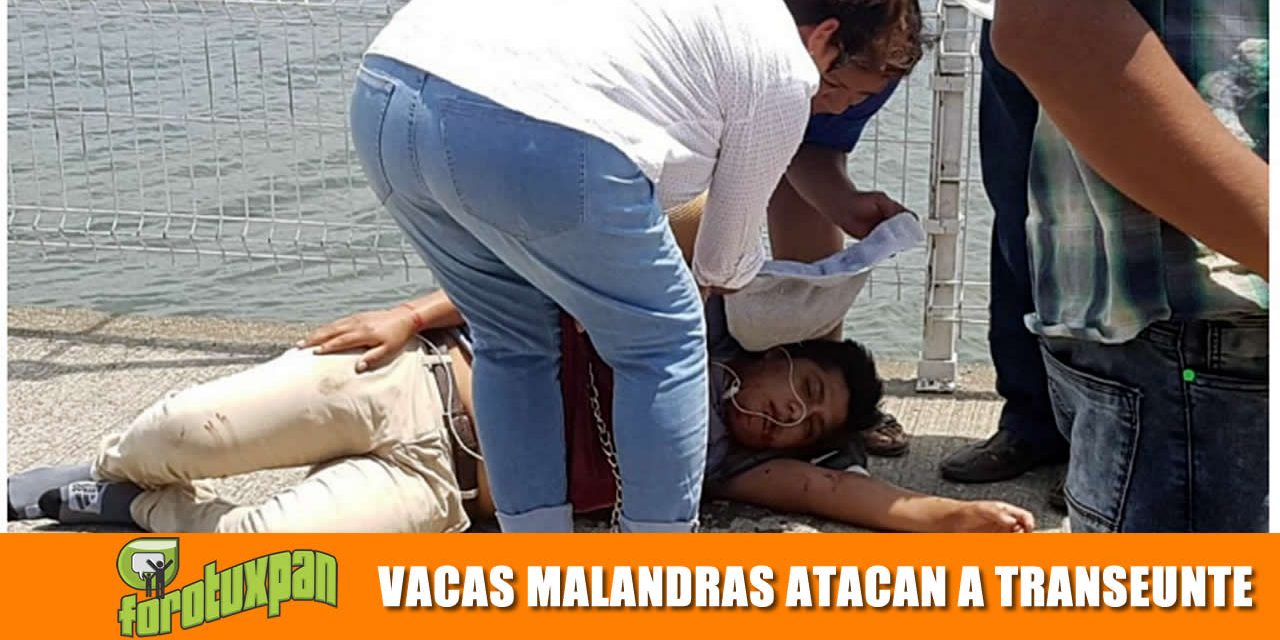 VACAS MALANDRAS NO TIENEN PALABRA Y ARROLLAN A UN TRANSEUNTE