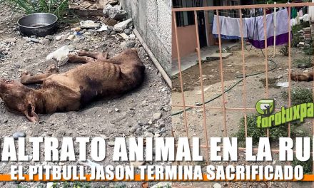Muere «JASON» por Maltrato Animal