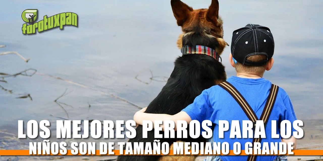 Los mejores perros para los niños son de tamaño mediano o grande