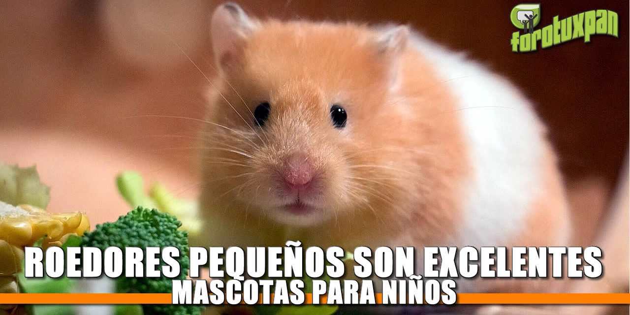 Roedores Pequeños son Excelentes Mascotas para Niños