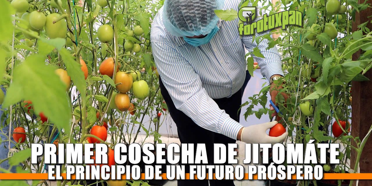 Primer Cosecha de Jitomate: El Principio de un futuro próspero