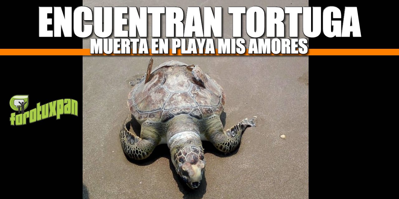 Encuentran TORTUGA muerta en Playa Mis Amores