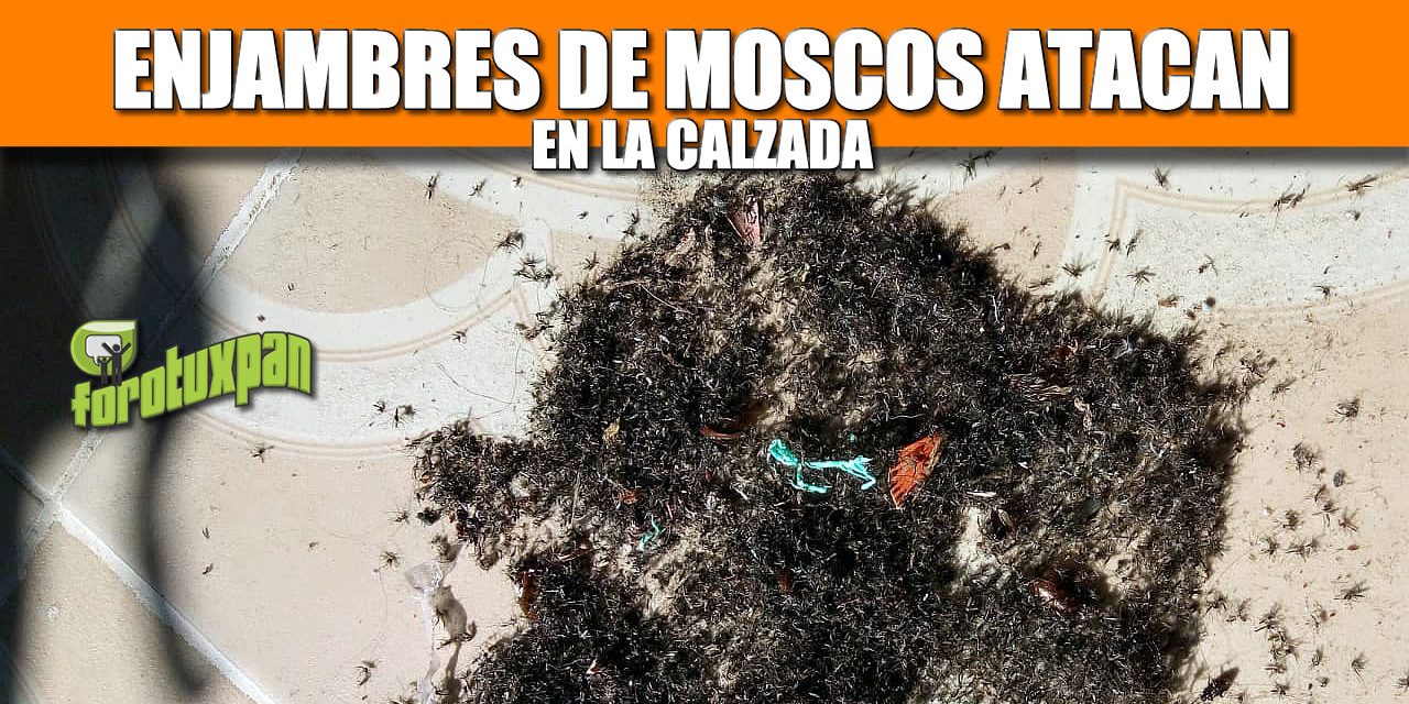 Enjambres de MOSCOS atacan en la Calzada
