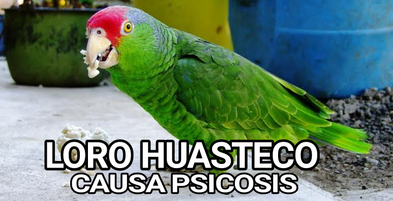 Loro Huasteco causa PSICOSIS
