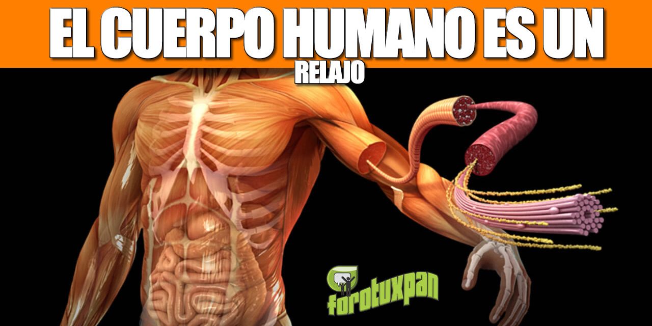 El cuerpo humano es un relajo