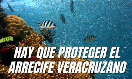 Llaman a la Suprema Corte a proteger el arrecife veracruzano