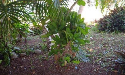 Tamiahua: Trabajos de aseo en la plaza del pescador y en la casa del adulto mayor