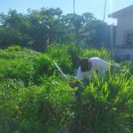 Tamiahua: Trabajos de limpieza de banquetas y guarniciones