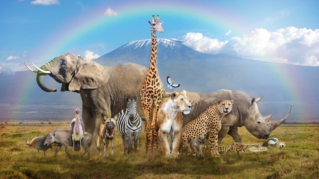 Tamiahua: Día Mundial de los animales 2022