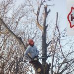 Retiran 2 árboles ficus secos que representaban un peligro para las personas