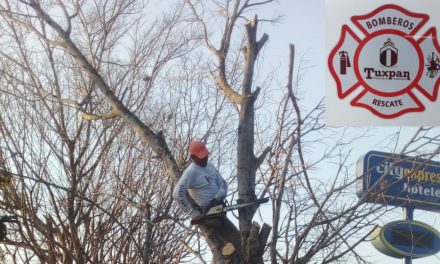Retiran 2 árboles ficus secos que representaban un peligro para las personas
