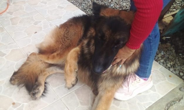 Personal de Bomberos rescata un perro atrapado en un portón metálico